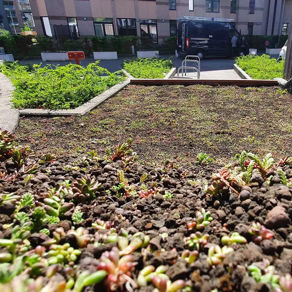 Toiture végétalisée extensive